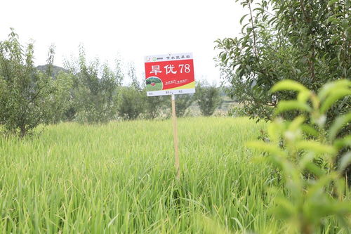 長(zhǎng)順果園里種旱稻 探索產(chǎn)業(yè)發(fā)展新“稻”路與種植技術(shù)開發(fā)